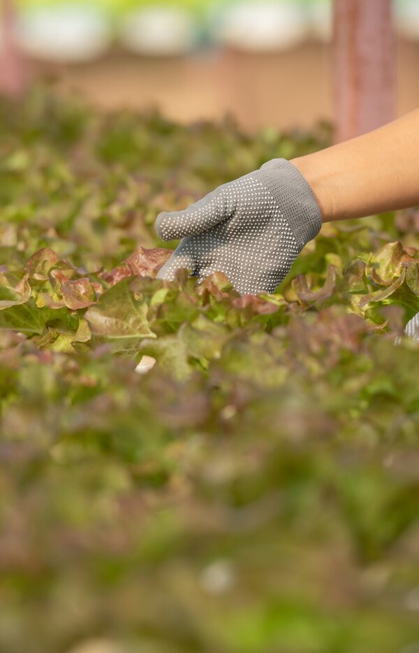 asian_woman_farmers_working_vegetables_hydroponic_farm_with_happiness_portrait_woman_farmer_check...