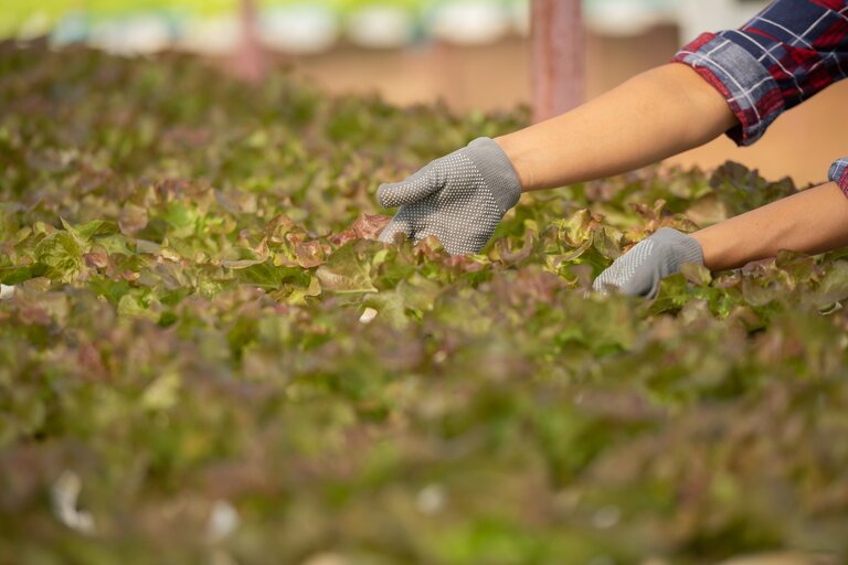 asian_woman_farmers_working_vegetables_hydroponic_farm_with_happiness_portrait_woman_farmer_check...