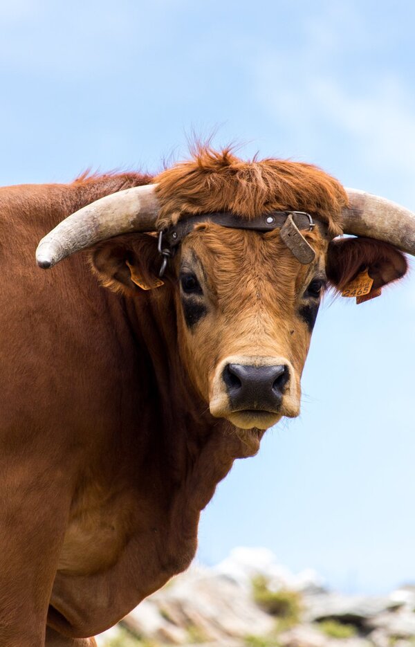 61496088_2321064104847683_8019772185897861120_n