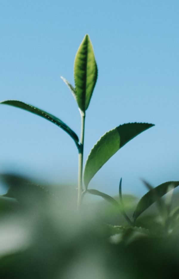 cmvc_redes_sociais_cartazes