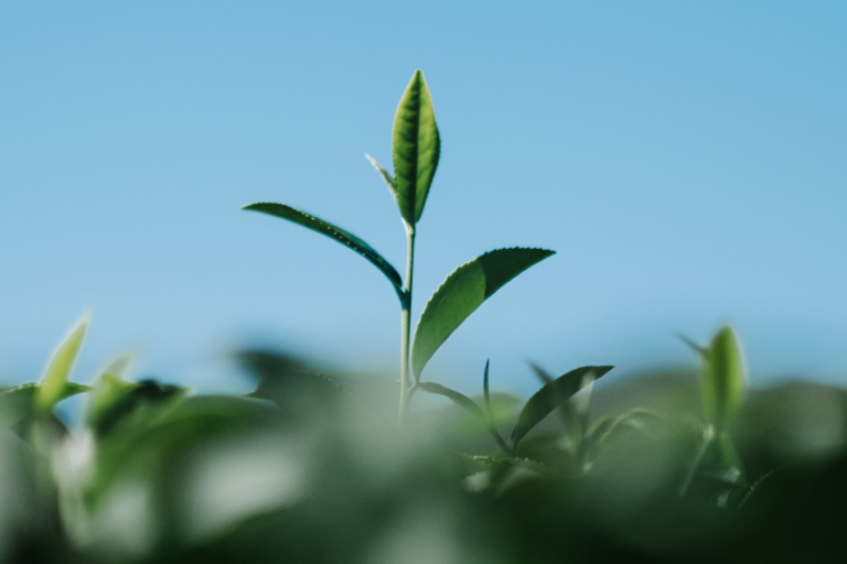 cmvc_redes_sociais_cartazes