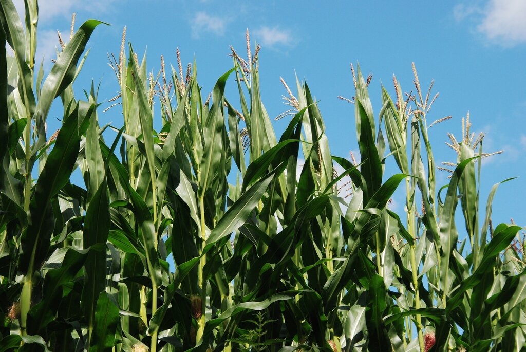 Candidaturas para pequenos investimentos na agricultura