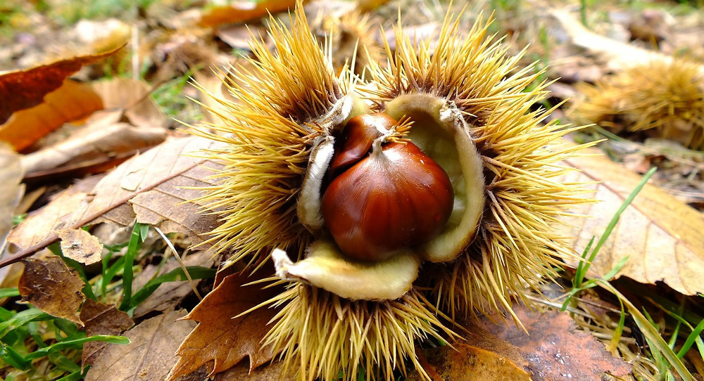 Câmara avança com Promoção da Castanha e do Castanheiro