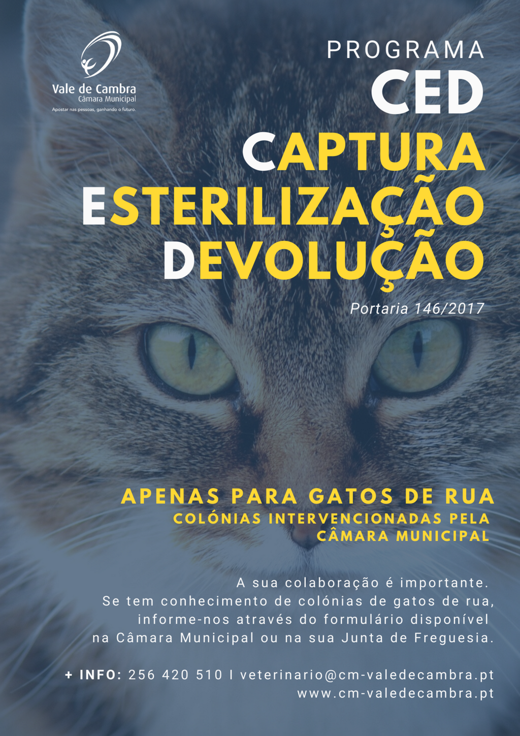 Para Gatos de Rua: Criação de Colónias