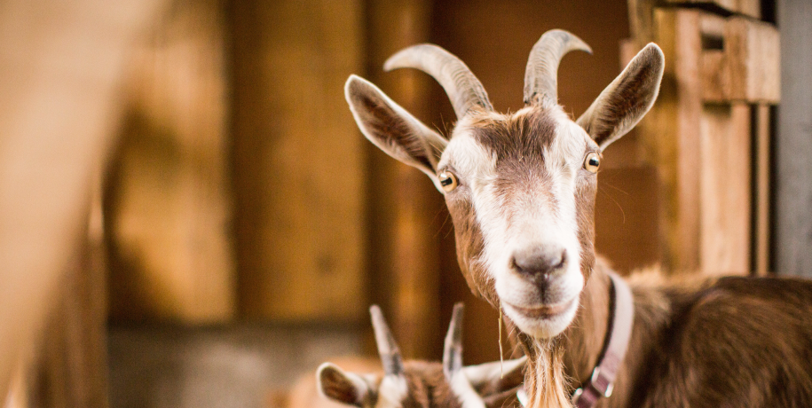 Campanha Sanitária de Pequenos Ruminantes (Ovinos e Caprinos)