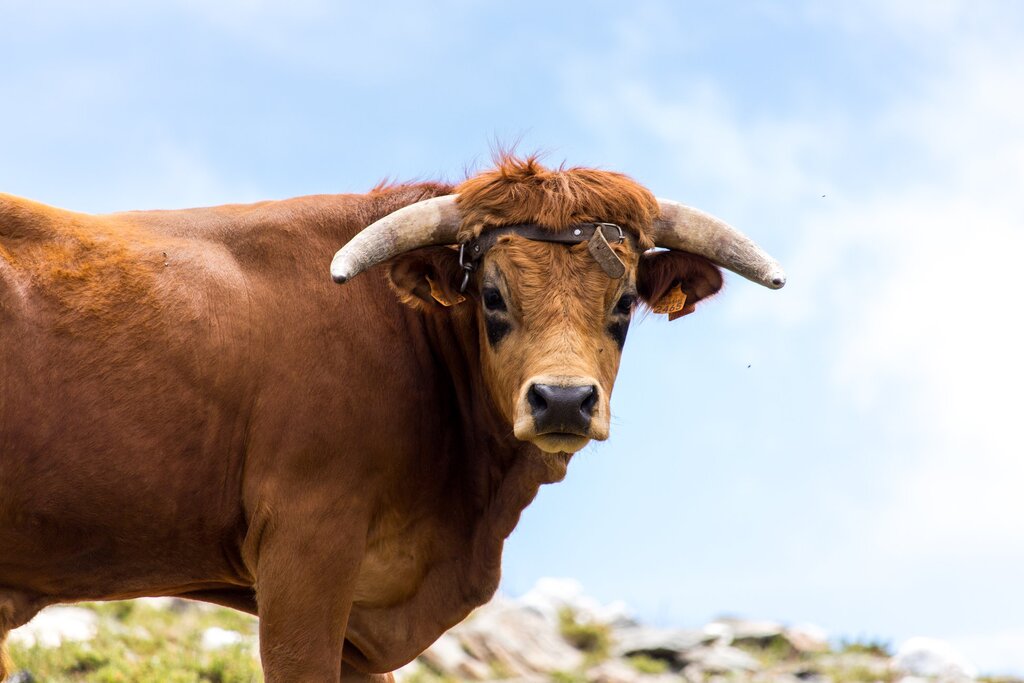 Incentivo à Criação da Raça Arouquesa 2026