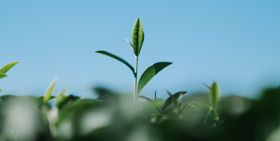 Plano Municipal de Ação Climática do Município de Vale de Cambra ― PMAC ― abertura do período de ...